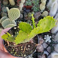 Image result for Brasiliopuntia