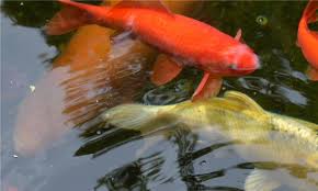 Ist aber auch kein problem. Goldfische Killen In Dasswang Die Kroten Region Neumarkt Nachrichten Mittelbayerische