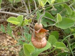 Image result for Aristolochia heppii