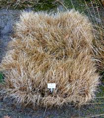 Image result for Harpachne