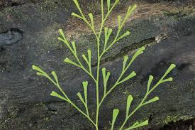 Image result for Lindsaeaceae