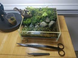 My Multi Species Carnivore Bog Savagegarden Plants Pinguicula Primuliflora Pinguicula Moranensis At Carnivorous Plants Aquatic Garden Insectivorous Plant