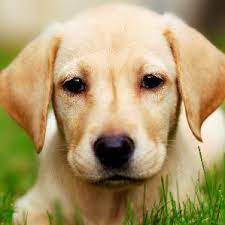 Psicoanalisis Significado De Sonar Con Perro Sueno Perro Mensaje Sonar Con Perro Que Significa Sonar Con Perro