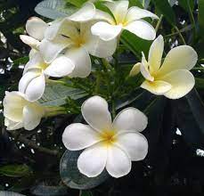 Six Petal Plumeria Plumeria Flowers Petal