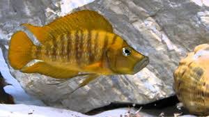The different populations should ideally be kept apart in aquaria and clearly labelled with collection. Gold Head Altolamprologus Calvus Goodjoseph Live Fish Store