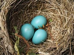 We did not find results for: Photo Gallery Of Wild Bird Nests And Eggs