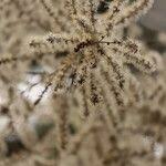 Image result for Monosis conferta