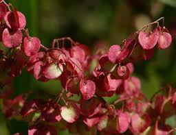 Image result for Rumex sagittatus