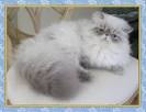 Himalayan Kittens for Sale - Felines4us