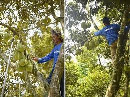 +60 12 5399 008 】 jutamerchants <at> gmail. This Is The Briefest Durian Season Ever In Malaysia