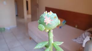 Image result for Melhania forbesii