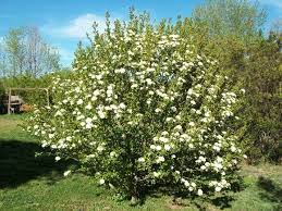 Tree Like Shrub To Soften Vertical House Lines Shrubs Viburnum Landscape Plan
