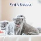 Home 1 - TICA BREEDERS