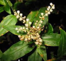 Image result for Floscopa leiothyrsa