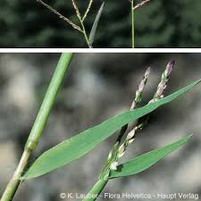 Image result for Digitaria minoriflora