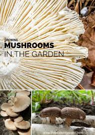 Mushrooms are nutritious and delicious, whether they're eaten fresh or made into gravies, sauces or side dishes. Growing Mushrooms In The Garden