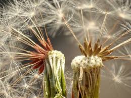 Image result for Taraxacum