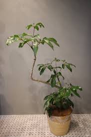 初心者でも枯らしにくい丈夫な観葉植物5種 ボタニカルショップarbo 新着情報 愛知 名古屋の注文住宅はクラシスホーム