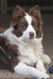 Both types of collie will have a double coat that requires regular grooming. Border Collie Puppies For Sale In Michigan Petfinder