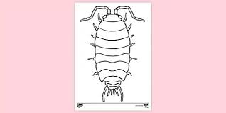 Free Pill Bug Colouring Page Colouring Sheets