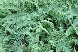 Image result for Dennstaedtiaceae