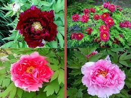 Tree Peony Photos By Shelby Snider In Virginia Zone 7 Master Gardener Clackamas County Floral Wreath