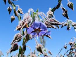 Image result for Trichodesma