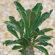 Image result for Pachypodium lealii