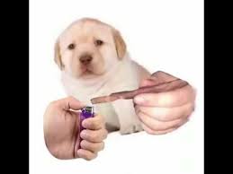 Quieres Meme Youtube