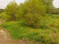 Image result for Urochloa arrecta