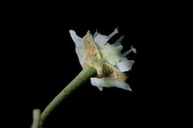 Image result for Manilkara koechlinii