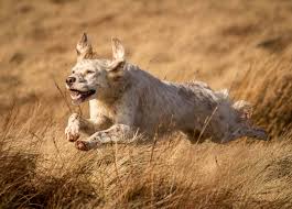 Check spelling or type a new query. How To Become A Pet Photographer Dog Photographer Rebecca