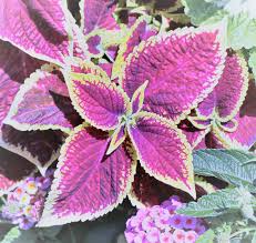 Image result for Coleus kapatensis