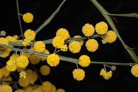 Image result for Acacia eriocarpa