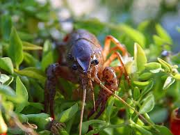 Crayfish (and indeed shelled animals generally) do best in hard water. Pavlov Archives Eileenanddogs