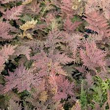 Image result for Selaginella mittenii