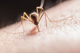 Our alternative pesticides are safe. Pest Control Extermination Paris Bonham Greenville Reno Tx A 1 Bug Busters Llc