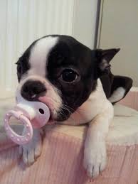Elena is great while giving baths and loves attention. Baby Boston Terrier Dog With Pacifier Photo Baby Boston Terriers Boston Terrier Puppy Terrier Puppies