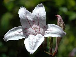 Image result for Mackaya