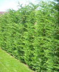 Leyland ciprus (cupressocyparis leylandii 'robinson gold') a hibridciprusok a ciprusok (cupressus) és a hamisciprusok (chamaecyparis) kereszteződéséből származó, rendkívül. Leylandi Ciprus Ultetese Gondozasa Arak Fajtak Molnar Faiskola