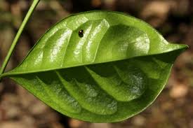 Image result for Suregada zanzibariensis