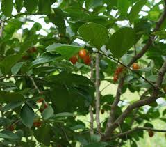 Image result for Dovyalis macrocalyx