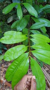 Image result for Pentadesma