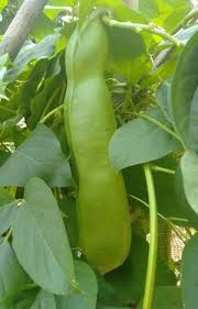 Image result for Canavalia ensiformis