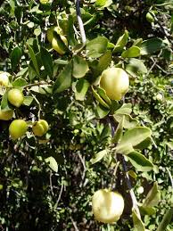 Image result for Elaeodendron
