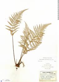 Image result for Pityrogramma