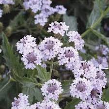 Image result for Nemesia lilacina