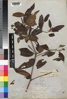 Image result for Melastomastrum segregatum