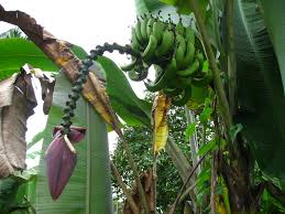 Image result for Musa acuminata