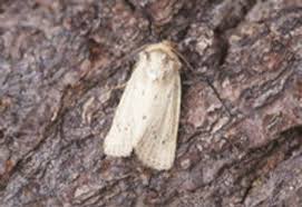 Image result for Photedes extrema